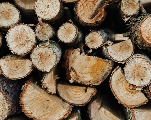 A pile of cut logs