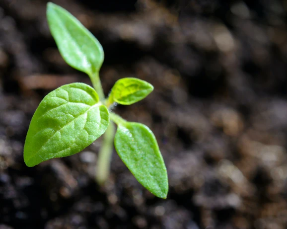 A small plant growing from a patch of soil